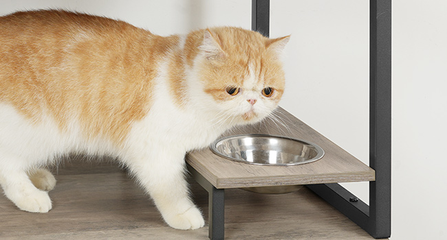 2 Cat Food Bowls